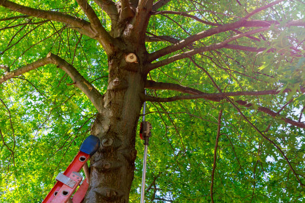 Best Tree Mulching  in Wetumka, OK